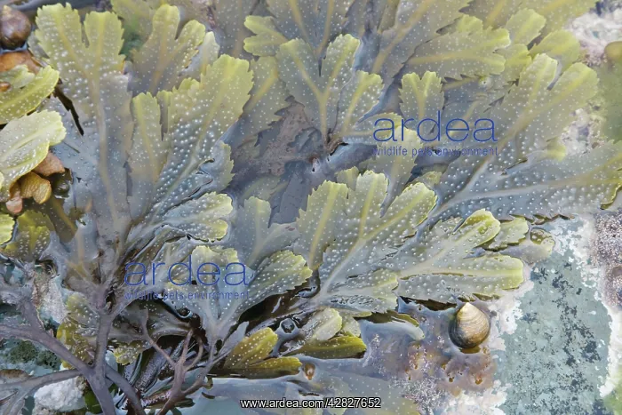 : Edible Periwinkle on Toothed Wrack Seaweed (Fucus : Edible Periwinkle on Toothed Wrack Seaweed (Fucus