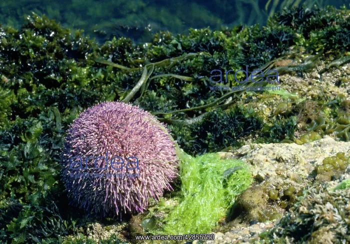 : EDIBLE SEA URCHIN : EDIBLE SEA URCHIN