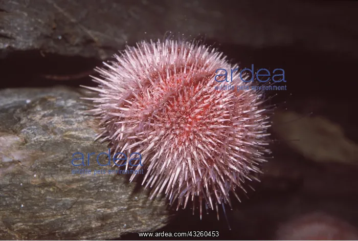  : EDIBLE SEA URCHIN