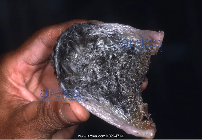 : Edible SWIFTLET Nest - Black Nest - being held : Edible SWIFTLET Nest - Black Nest - being held