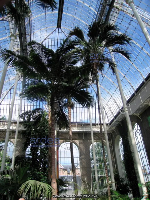 : Edinburgh Botanic Garden Palm House : Edinburgh Botanic Garden Palm House