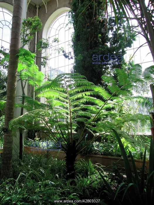 : Edinburgh Botanic Garden Palm House : Edinburgh Botanic Garden Palm House