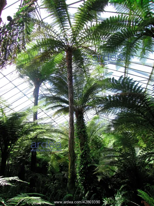 : Edinburgh Botanic Garden Palm House - Tropical : Edinburgh Botanic Garden Palm House - Tropical