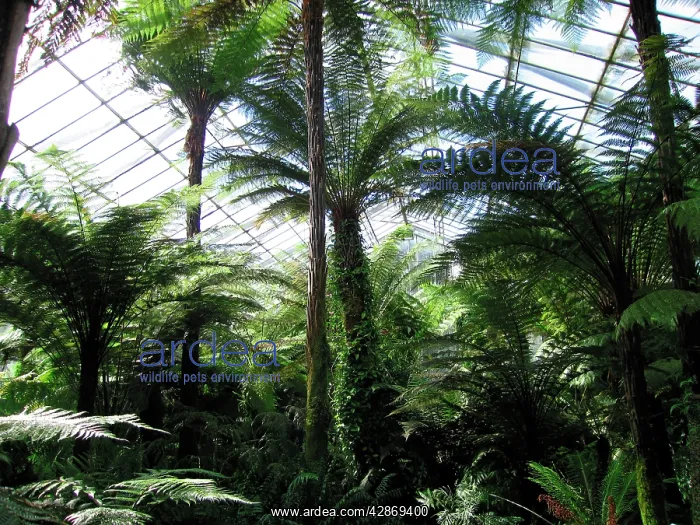: Edinburgh Botanic Garden Palm House - Tropical : Edinburgh Botanic Garden Palm House - Tropical