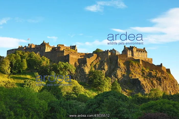 : Edinburgh Castle on the Castle Rock, Edinburgh, Scotland : Edinburgh Castle on the Castle Rock, Edinburgh, Scotland