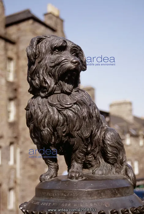 : Edinburgh - statue of dog, Greyfriars Bobby (Dog) : Edinburgh - statue of dog, Greyfriars Bobby (Dog)