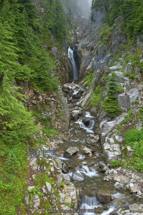 : Edith Creek Falls. Mount Rainier National Park : Edith Creek Falls. Mount Rainier National Park