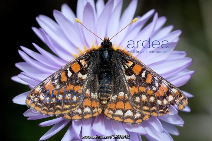 : Edith's checkerspot, Euphydryas editha : Edith's checkerspot, Euphydryas editha