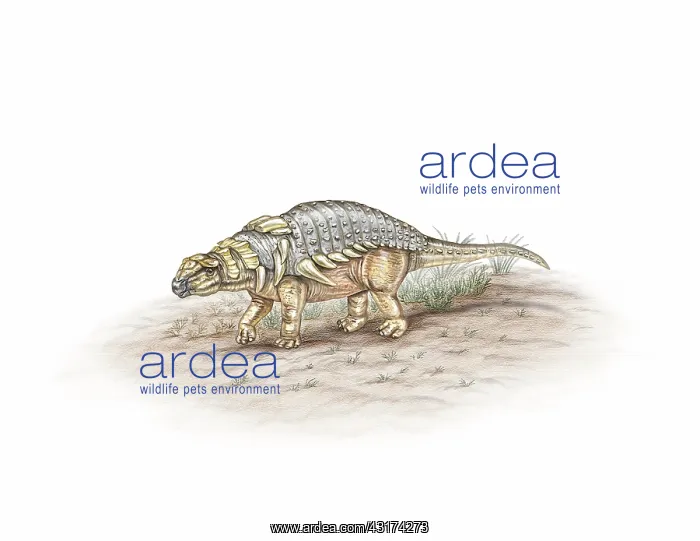 : Edmontonia : Edmontonia