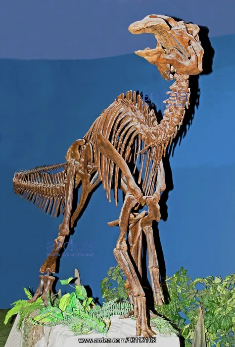 : Edmontosaurus Fossil : Edmontosaurus Fossil