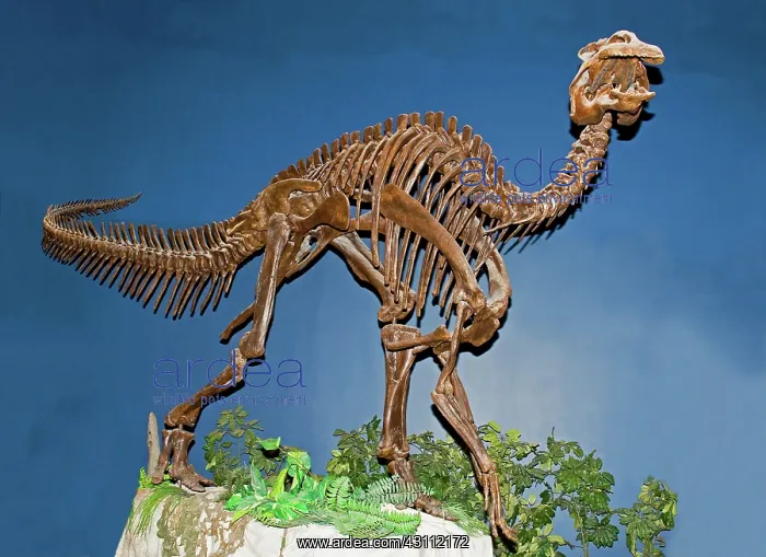 : Edmontosaurus Fossil : Edmontosaurus Fossil