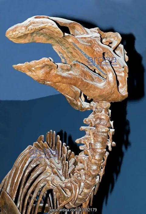 : Edmontosaurus Fossil : Edmontosaurus Fossil
