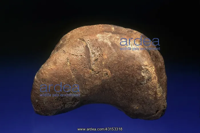 : Edmontosaurus Toe : Edmontosaurus Toe