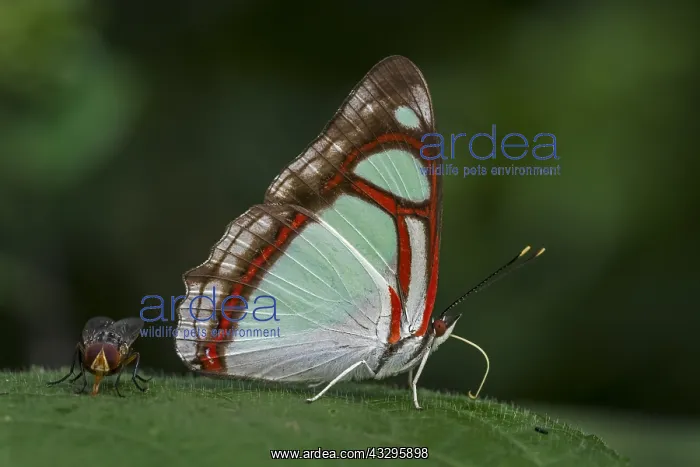: Edocla Redring butterfly (Pyrrhogyra edocla) Santa : Edocla Redring butterfly (Pyrrhogyra edocla) Santa