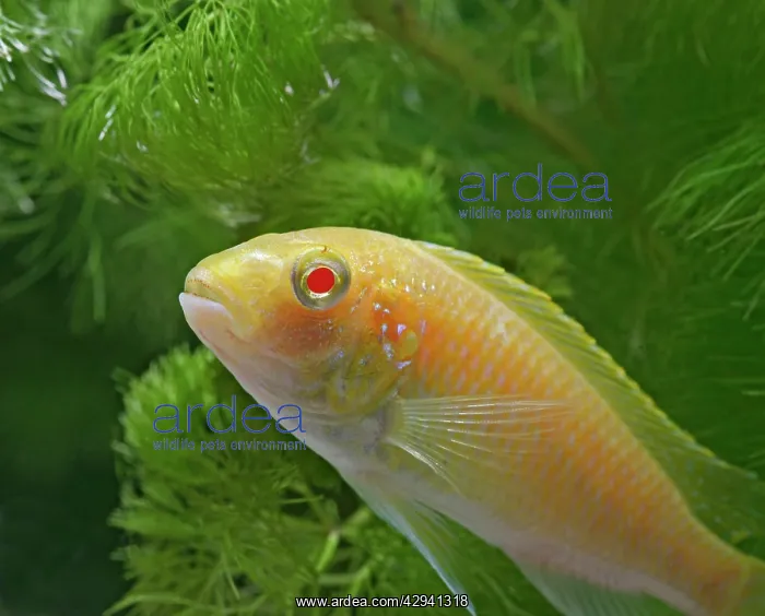 : Eduards Mbunda Cichlid - side view, orange morph : Eduards Mbunda Cichlid - side view, orange morph