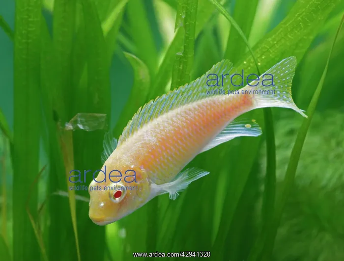 : Eduards Mbunda Cichlid - side view, orange morph : Eduards Mbunda Cichlid - side view, orange morph