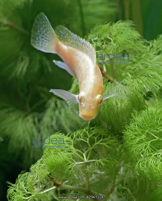 : Eduards Mbunda Cichlid - front view, orange morph : Eduards Mbunda Cichlid - front view, orange morph