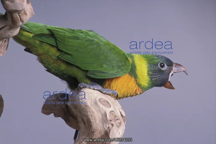 : Edward's Lory Vocalizing : Edward's Lory Vocalizing