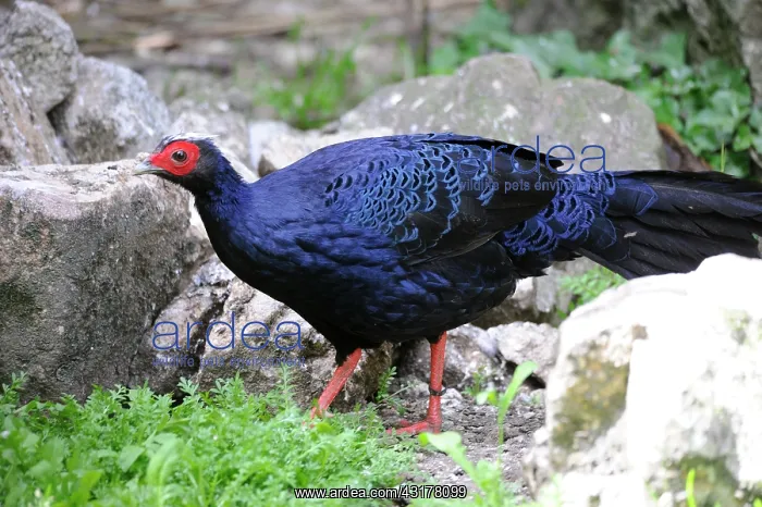 : Edwards's Pheasant (Lophura edwardsi) male : Edwards's Pheasant (Lophura edwardsi) male