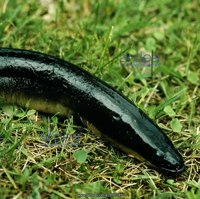  : EEL - ON GRASS