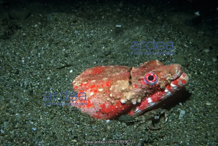: Eel - rare, sand dwelling eel, nocturnal hunter : Eel - rare, sand dwelling eel, nocturnal hunter