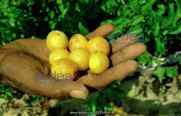  : Eeley fruit.Arnhemland, Northern Territory, Australia