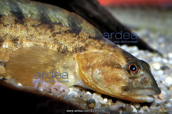 : Eelpout (Lycodes vahli). Scandinavian North Atlantic coasts. marine fish : Eelpout (Lycodes vahli). Scandinavian North Atlantic coasts. marine fish