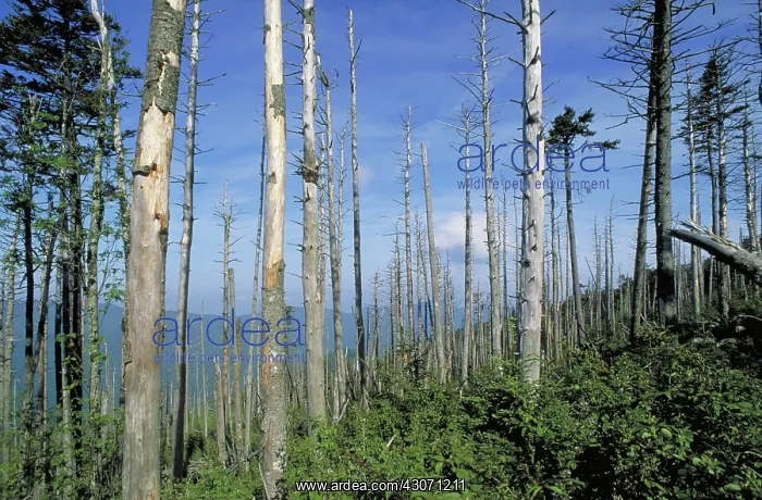  : Effects of acid rain on fir trees