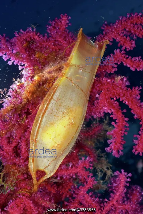 : Egg capsule of nursehound (Scyliorhinus stellaris) : Egg capsule of nursehound (Scyliorhinus stellaris)