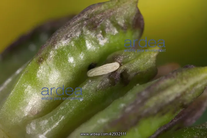 : Egg of the Chiastocheta fly laid on the fruit of : Egg of the Chiastocheta fly laid on the fruit of