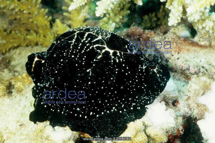  : Egg cowrie, named for its round white shell, here