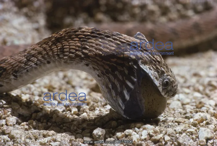 : Egg-eating Snake : Egg-eating Snake