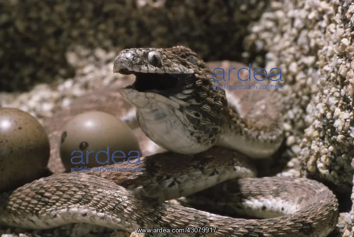  : Egg-eating Snake