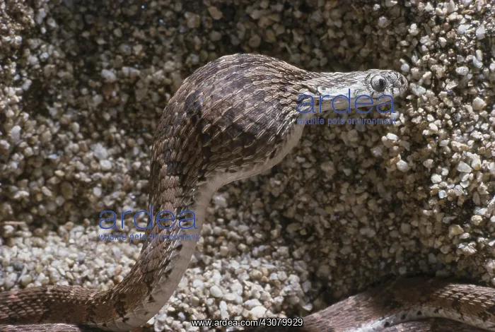 : Egg-eating Snake : Egg-eating Snake