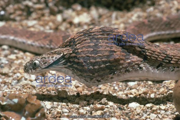 : Egg-Eating Snake : Egg-Eating Snake