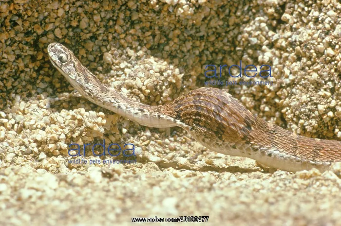 : Egg-eating Snake constricting : Egg-eating Snake constricting