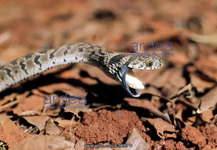 : Egg-eating Snake - discarding egg after eating : Egg-eating Snake - discarding egg after eating