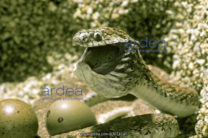 : Egg-eating Snake Eating Egg : Egg-eating Snake Eating Egg