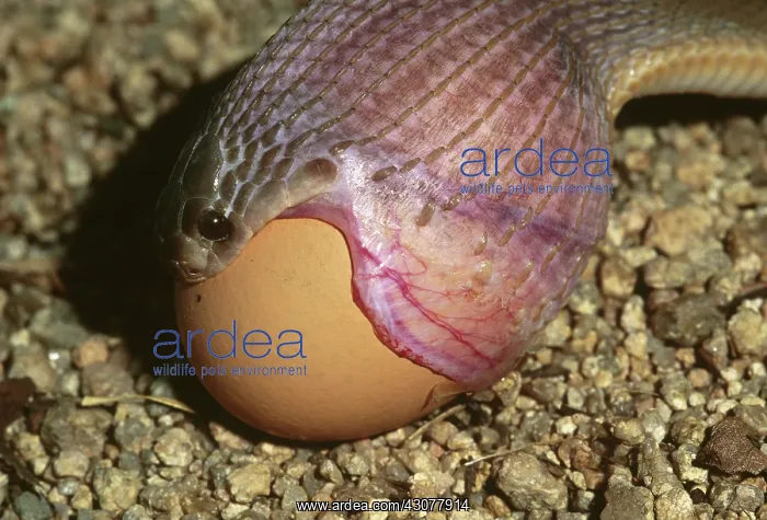 : Egg-eating Snake Eating Egg : Egg-eating Snake Eating Egg