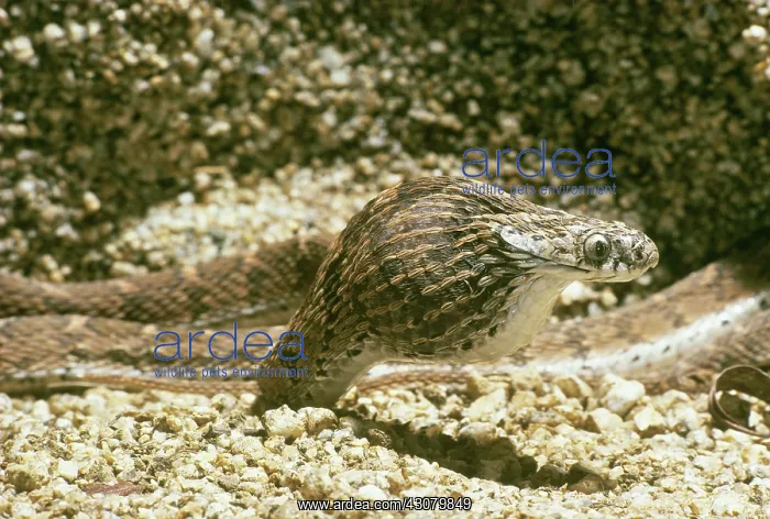 : Egg-eating Snake Eating Egg : Egg-eating Snake Eating Egg