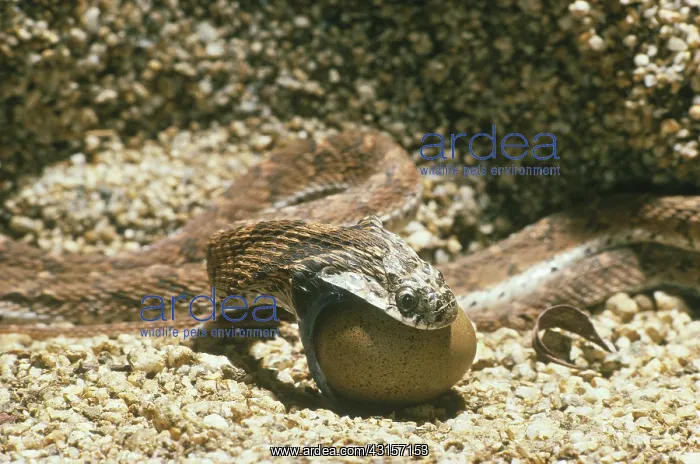 : Egg-Eating Snake Eating Egg : Egg-Eating Snake Eating Egg