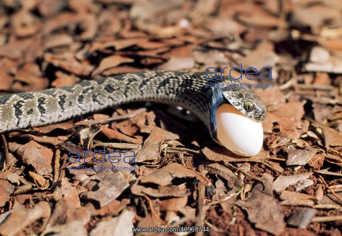 : Egg-eating Snake - eating egg - sequence 2 of 7 : Egg-eating Snake - eating egg - sequence 2 of 7