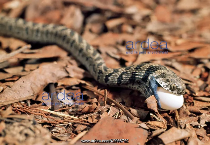 : Egg-eating Snake - eating egg - sequence 3 of 7 : Egg-eating Snake - eating egg - sequence 3 of 7