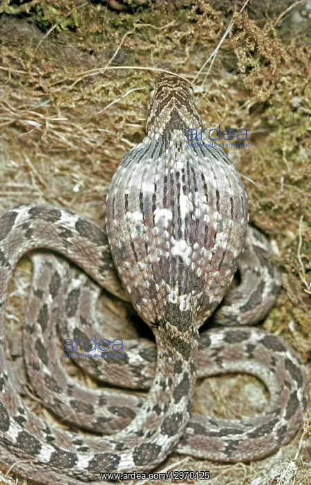 : Egg Eating Snake - the egg has now been swallowed : Egg Eating Snake - the egg has now been swallowed