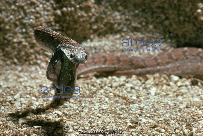  : Egg-Eating Snake ejects shell