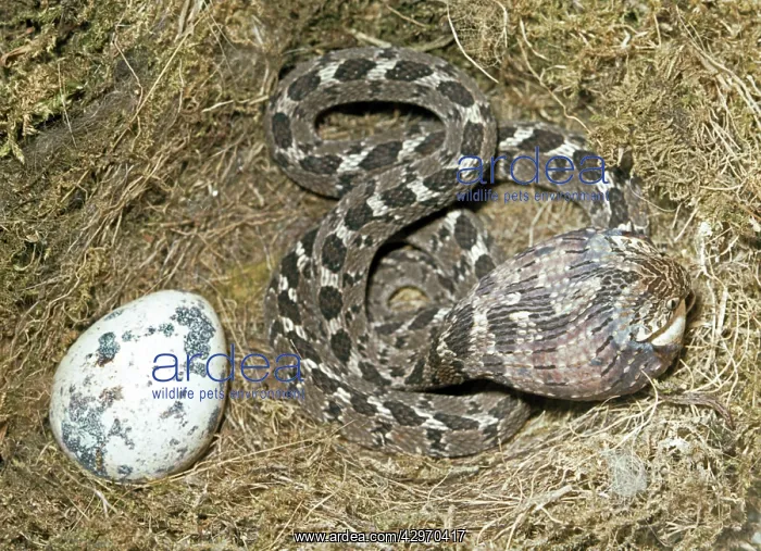 : Egg Eating Snake - engulfing the egg : Egg Eating Snake - engulfing the egg