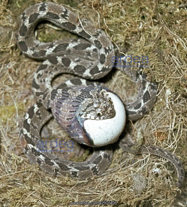 : Egg Eating Snake - forcing the egg into its throat : Egg Eating Snake - forcing the egg into its throat