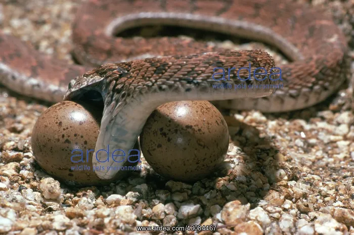 : Egg-Eating Snake seizing egg : Egg-Eating Snake seizing egg