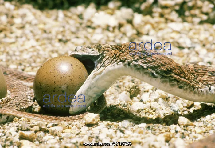 : Egg-eating Snake seizing egg : Egg-eating Snake seizing egg