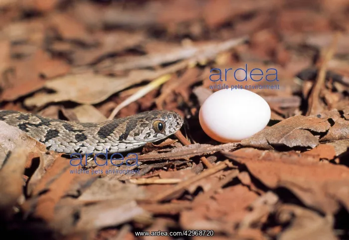 : Egg-eating Snake - sequence 1 of 7 : Egg-eating Snake - sequence 1 of 7